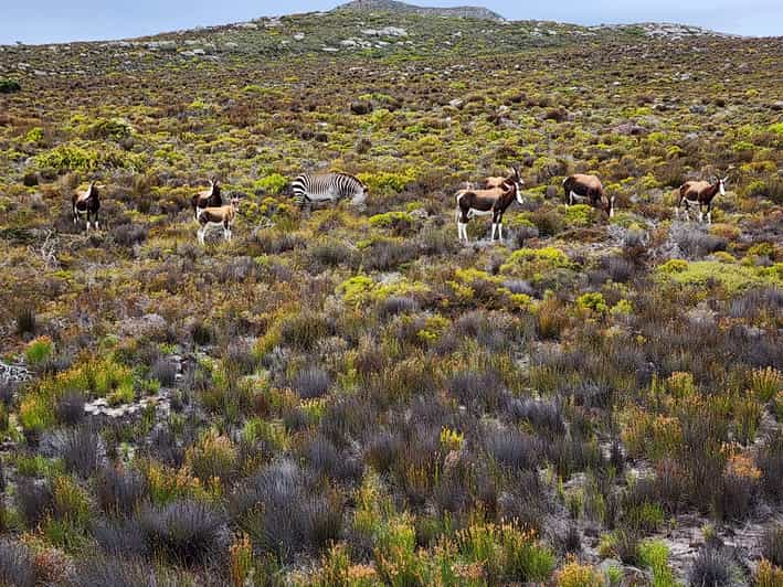 Kaapstad Dagtour Schiereiland Pingu Ns En Kaap De Goede Hoop