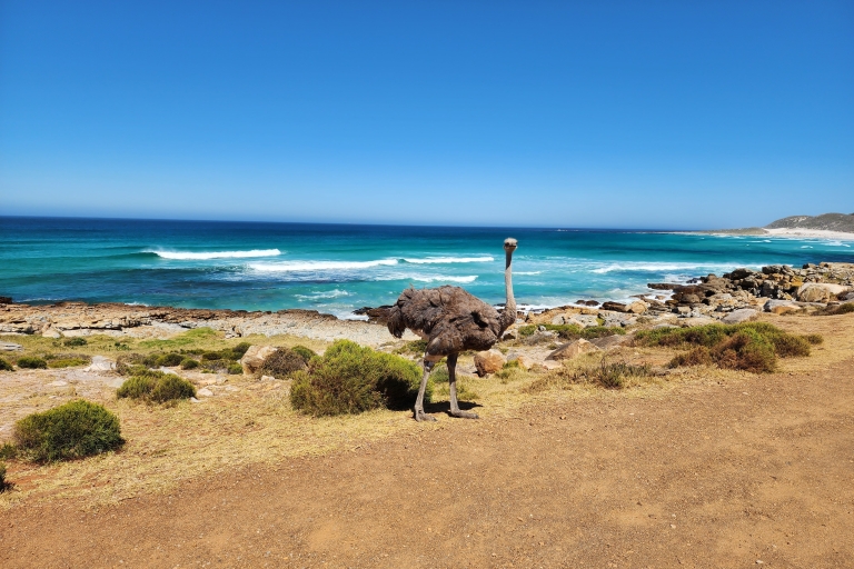 Le Cap : excursion d'une journée dans la péninsule, les pingouins et le cap de Bonne-Espérance