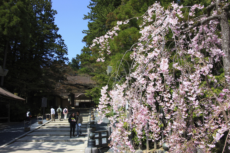 From Osaka: Mt Koya Private Walking and Train Day Tour Private tour