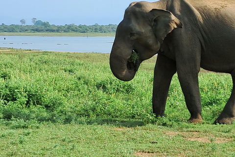 Minneriya National park safari with jeep & Entrance Ticket