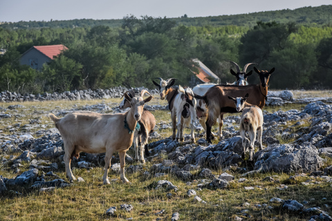 Vanuit Split: ATV Quad bergtocht met picknickTandemtocht met transfer vanuit Split