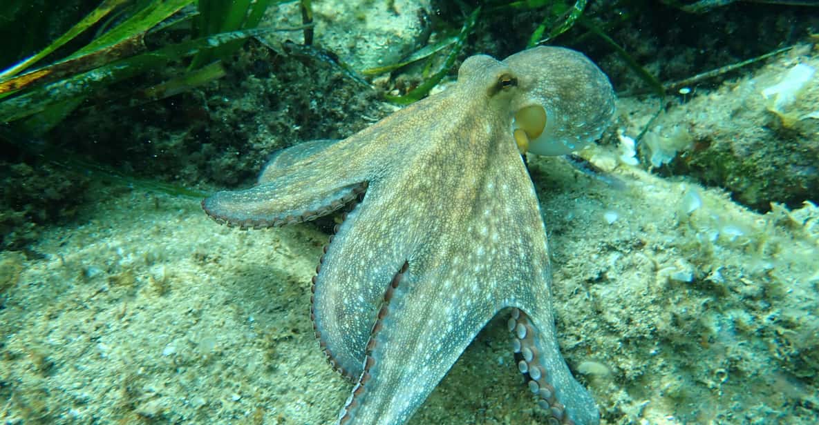 Afbeelding 2 van Barcelona: Costa Brava kajakken, snorkelen & klifspringen & lunch