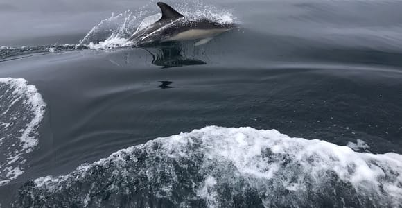Salema: Dolphin Watching