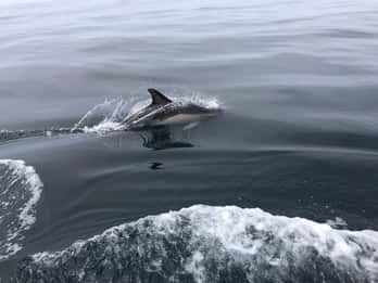 Salema: Dolphin Watching
