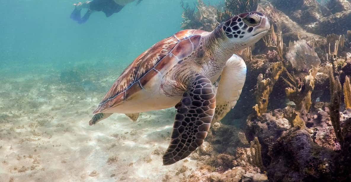 sea turtle snorkeling playa del carmen