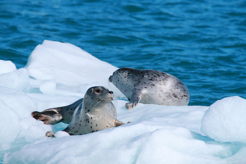 From Valdez: 7.5-hour Meares Glacier & Wildlife Cruise