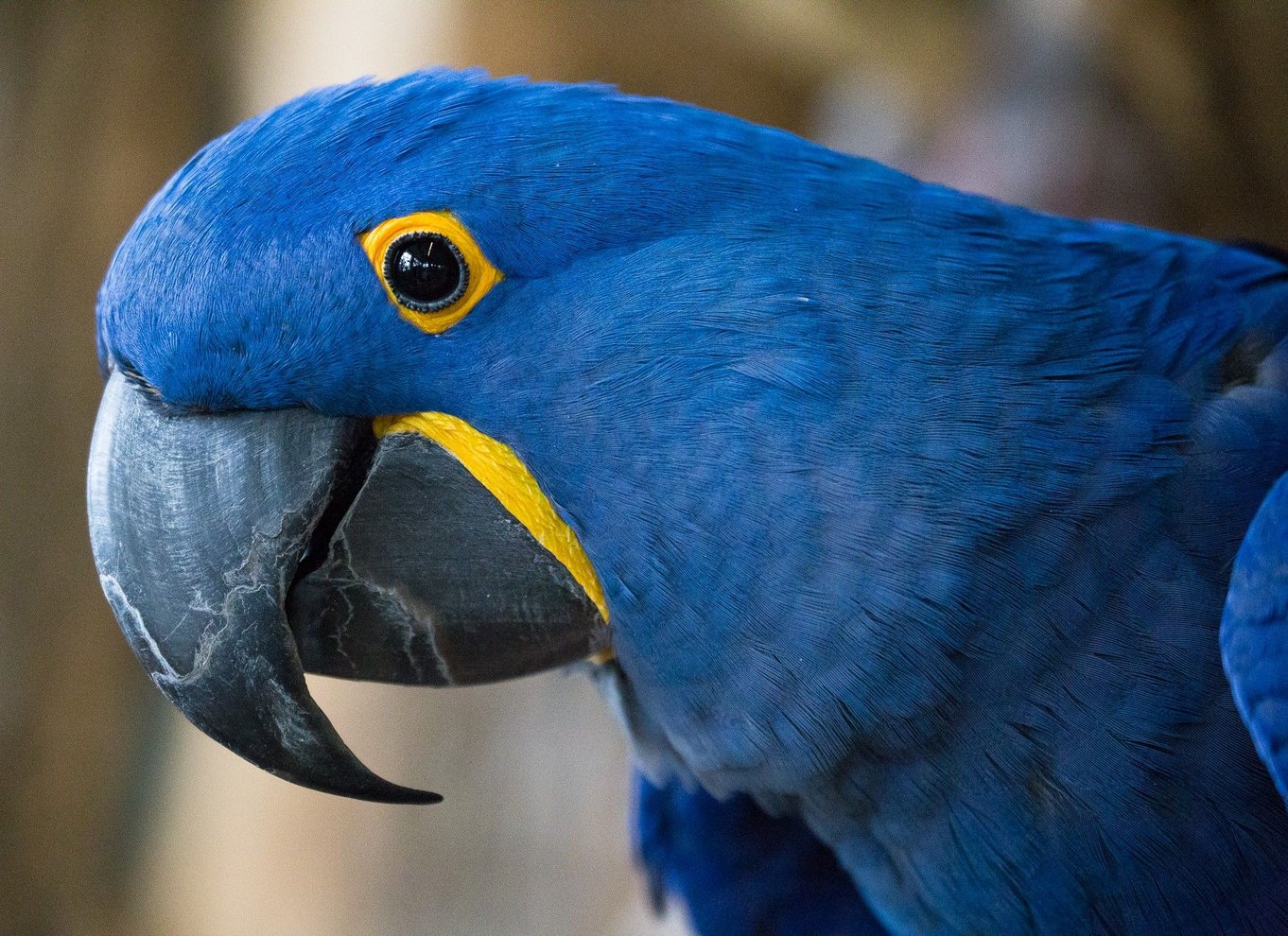 Niagara Falls, Canada: Bird Kingdom Entry Ticket