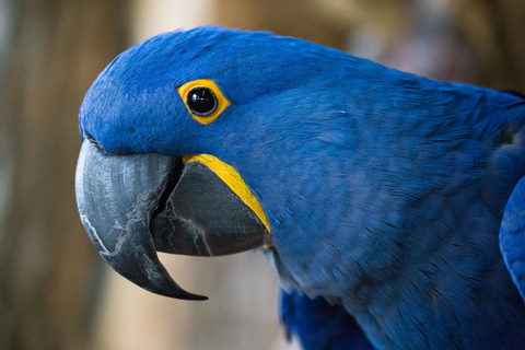 Niagarafälle: Eintrittskarte für das Vogelreich