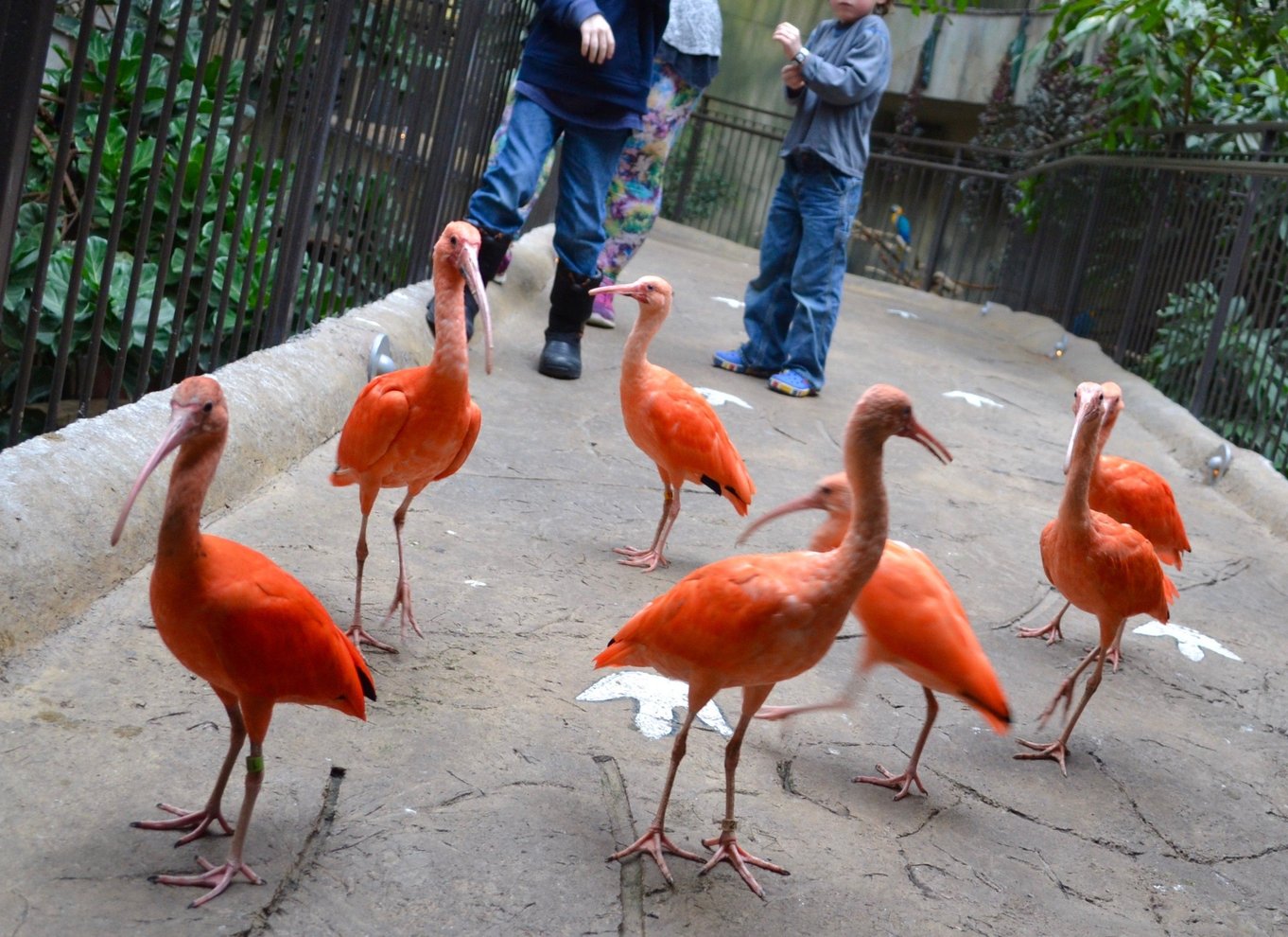 Niagara Falls, Canada: Bird Kingdom Entry Ticket