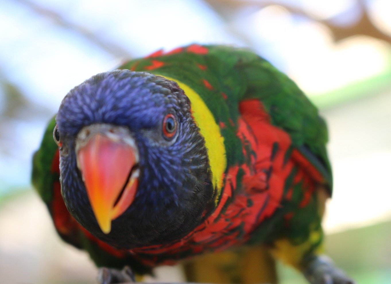 Niagara Falls, Canada: Bird Kingdom Entry Ticket