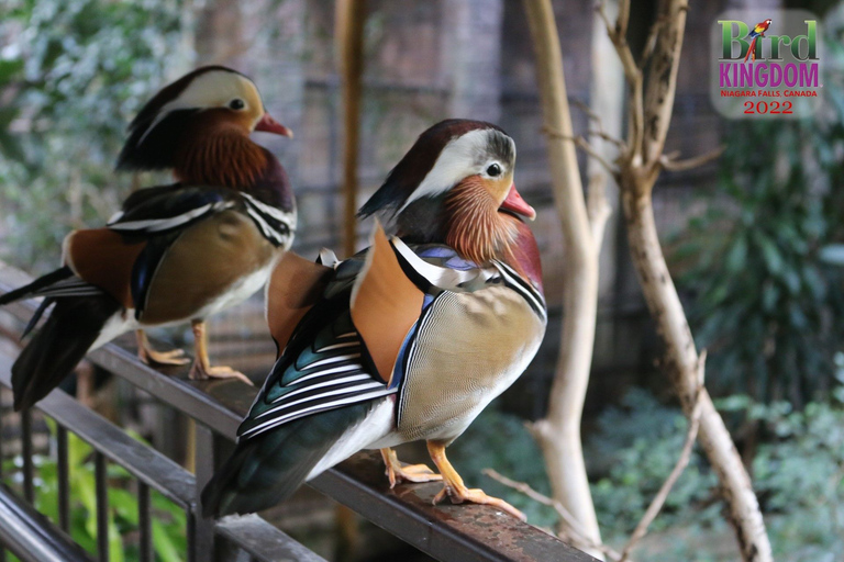 Niagara Falls: toegangsticket Bird Kingdom