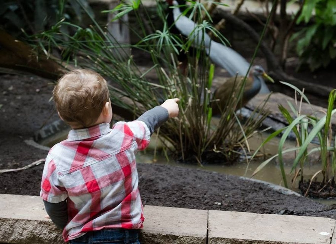 Niagara Falls, Canada: Bird Kingdom Entry Ticket