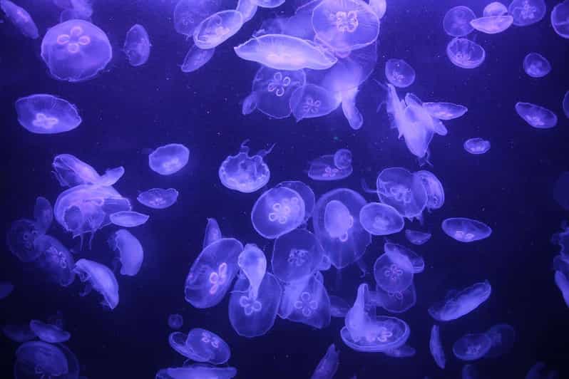 Paris Aquarium Entry Ticket & SelfGuided Eiffel Tower Tour GetYourGuide