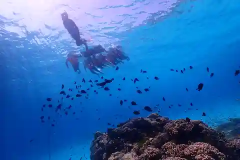 Similan Island Snorkeling Eaux cristallines et vie marine