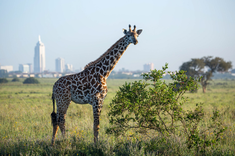 Nairobi, Elephant Orphanage &amp; Giraffe CentreNairobi: National Park, Elephant Orphanage &amp; Giraffe Centre