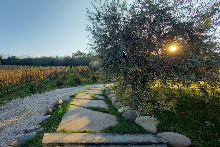 Von Mailand aus geht es nach Brescia und in das Weinbaugebiet FranciacortaVon Mailand aus Tour nach Brescia & Franciacorta Weinanbaugebiet