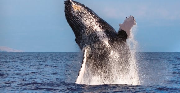 Maalaea: Small Group 2-Hour Whale Watch Experience