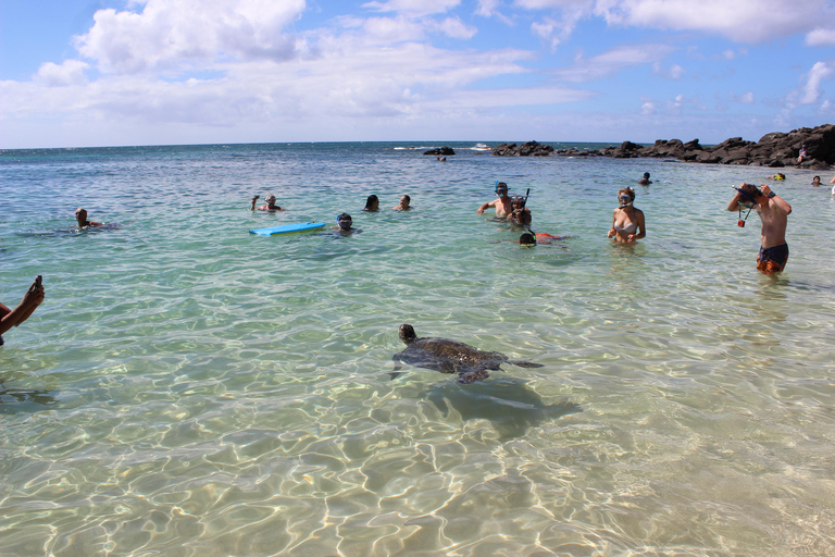 Circle Island: Swim with Turtles and Explore Paradise Oahu