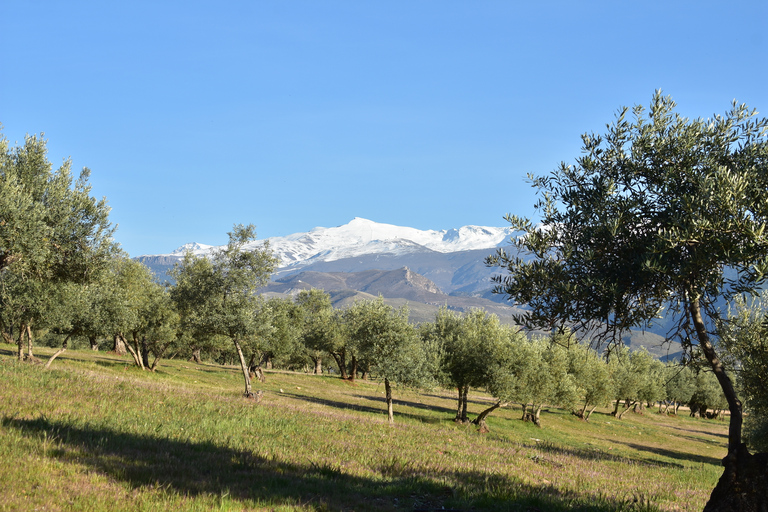 Granada: wandeltocht natuurpark AlhambraWandelen in het natuurpark aan de rand van het Alhambra