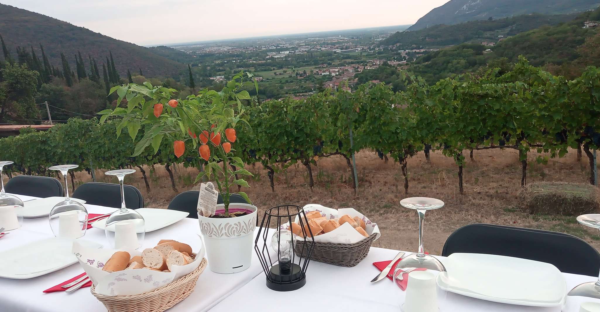 Botticino (BS), wine tasting at Noventa - Housity