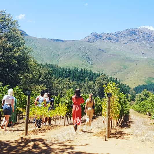 Stellenbosch Paint with wine experience. GetYourGuide