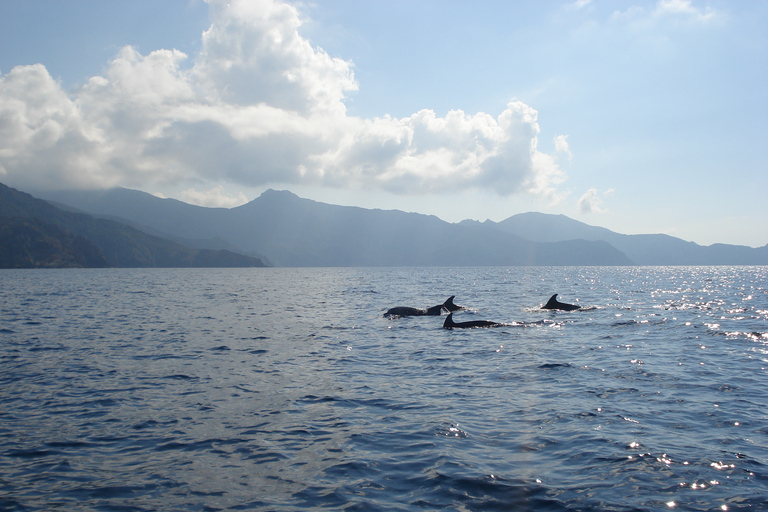 Calvi : visite guidée en bateau de Scandola et Piana