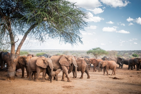 Nairobi : Excursion d'une journée au centre des girafes et à l'orphelinat des éléphants