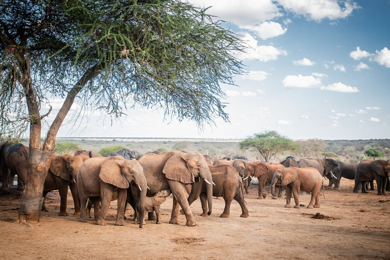 Nairobi : Excursion d'une journée au centre des girafes et à l'orphelinat des éléphants