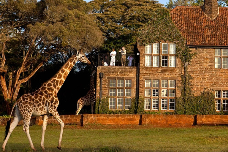 Nairobi : Excursion d'une journée au centre des girafes et à l'orphelinat des éléphants