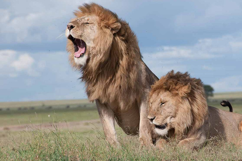 Nairobi: Park Narodowy, Sierociniec Słoni i Centrum Żyraf