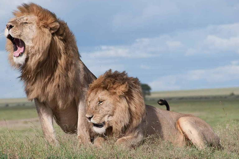 Nairobi: Park Narodowy, Sierociniec Słoni i Centrum Żyraf