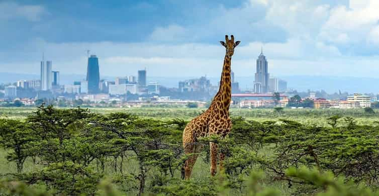 Nairobi National Park And Giraffe Center Tour Getyourguide