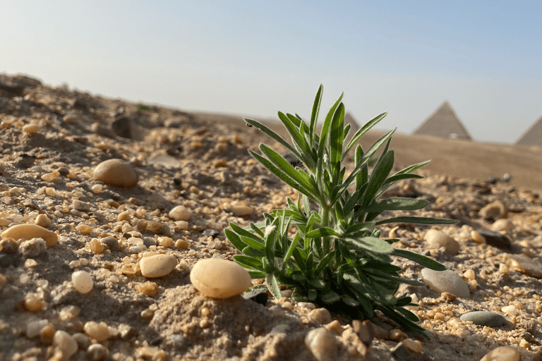 Prywatne konie arabskie jeżdżą pod piramidami z odbiorem