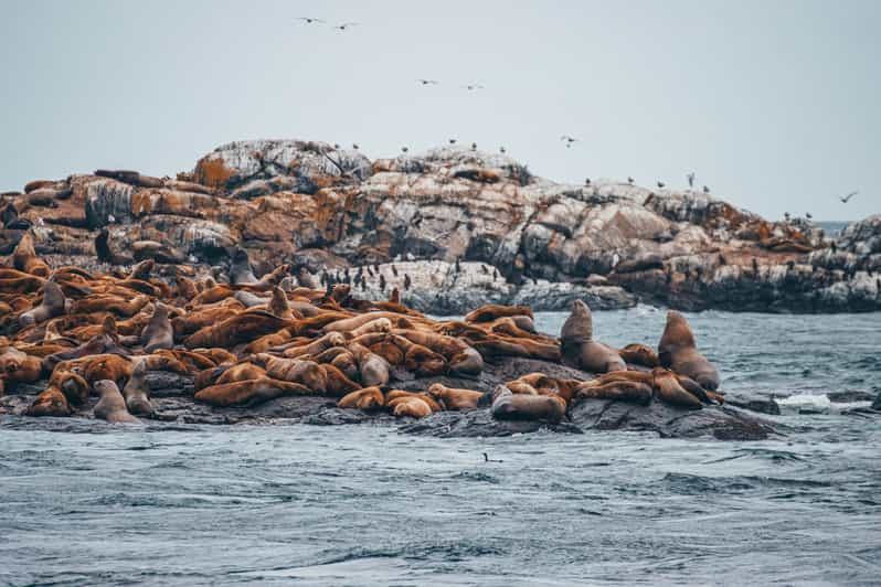 Victoria: 3-Hour Whale Watching Tour In A Zodiac Boat | GetYourGuide