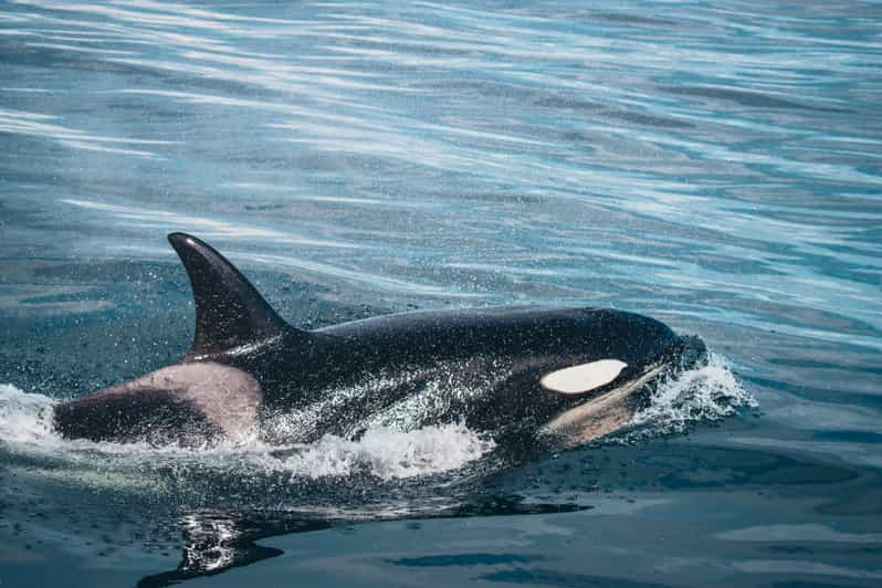 Victoria: Whale Watching Cruise by Covered Boat | GetYourGuide