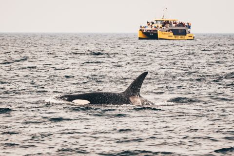 Victoria: Whale-Watching-Fahrt mit überdachtem Boot