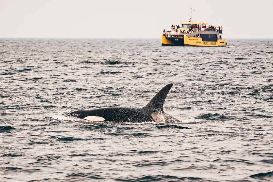 Victoria: Whale-Watching-Fahrt mit überdachtem Boot. Foto: GetYourGuide