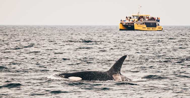 Victoria: Whale Watching Cruise by Covered Boat