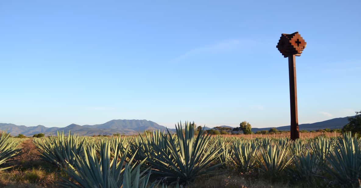 Ensenada Mezcal, Tequila, & Ceviches Guided Tasting Tour GetYourGuide