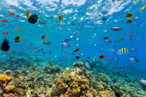 De Cancún: Passeio de mergulho com snorkel em CozumelDe Cancún: Excursão de 1 Dia c/ Snorkel em Cozumel