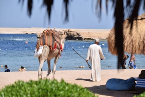 from Hurghada: Sharm El Naga Shared Snorkeling Tour & Lunch