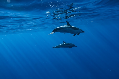 Honolulu: Dolphin Adventure Speedboat Snorkel 3 Hour Trip7:30 - 10:30 Poranna wycieczka z transportem