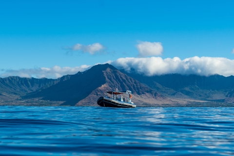 Honolulu: Delfin Abenteuer Schnellboot Schnorcheln 3 Stunden Trip7:30 - 10:30 Uhr Vormittagstour mit Transport