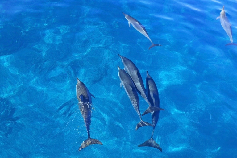 Honolulu: Excursión de 3 horas en lancha rápida con esnórquel y aventura con delfines11:00 - 14:00 Visita por la tarde, sin transporte
