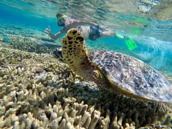 Town of 1770: Lady Musgrave Island Snorkelling Day Cruise