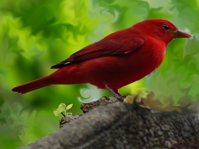 La Fortuna: Arenal Mundo Aventura Birdwatching Tour