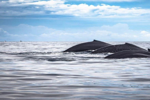Cabo San Lucas: Obserwacja wielorybów