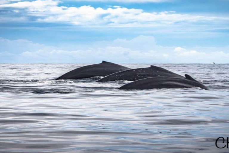 Cabo San Lucas: Obserwacja wielorybów