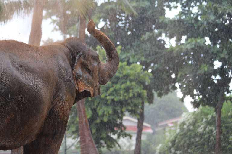 Khao Lak: Ethical Elephant Sanctuary Overnight Adventure