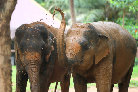 Khao Lak: Ethical Elephant Sanctuary Overnight Adventure